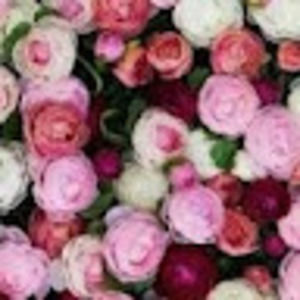 Meet your Posher, Sharon